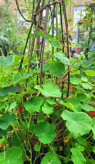 Nasturtiums