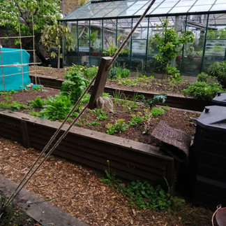 Vegetable bed in Walworth Garden