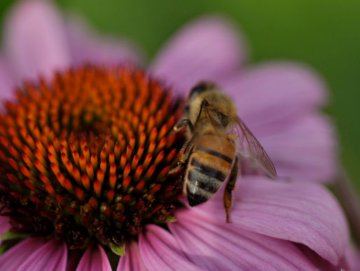 How I fell in love with the bees