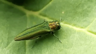 Emerald_Ash_Borer.gif