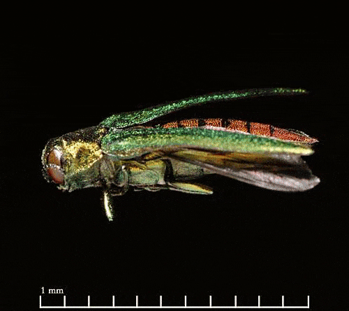 eab_0.gif