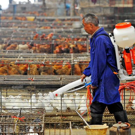 H10N3 bird flu; what is it and should we worry?