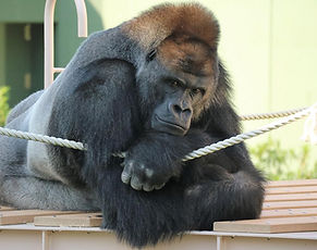One of Japan’s largest zoo and botanical garden complexes, featuring animal encounters, seasonal plants, and panoramic city views from Higashiyama Sky Tower.