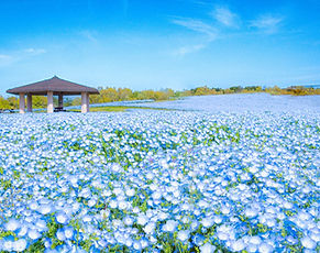 A sprawling seaside park offering lush greenery, seasonal flowers, and family-friendly attractions in Fukuoka.