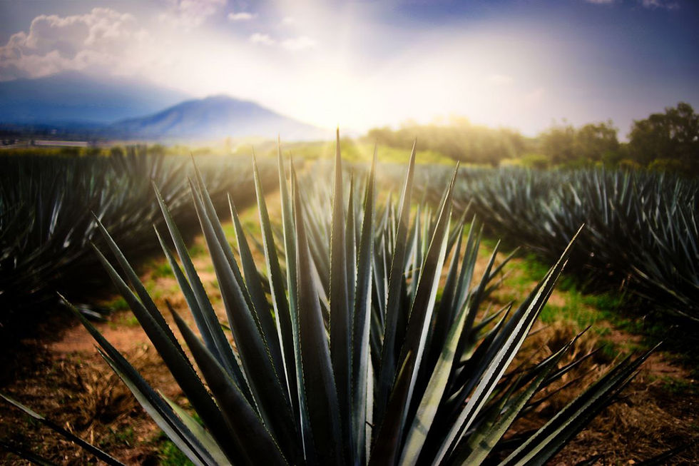 La décima edición de los ‘100 imperdibles de México’, convocará a líderes del sector, creadores, representantes de medios de comunicación y figuras clave del turismo nacional.