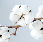 coton Blanc du Nil.jpg