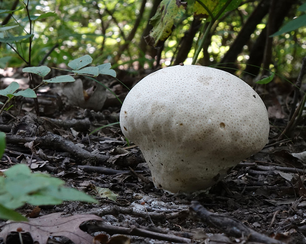 Brain puffball (September 2019)