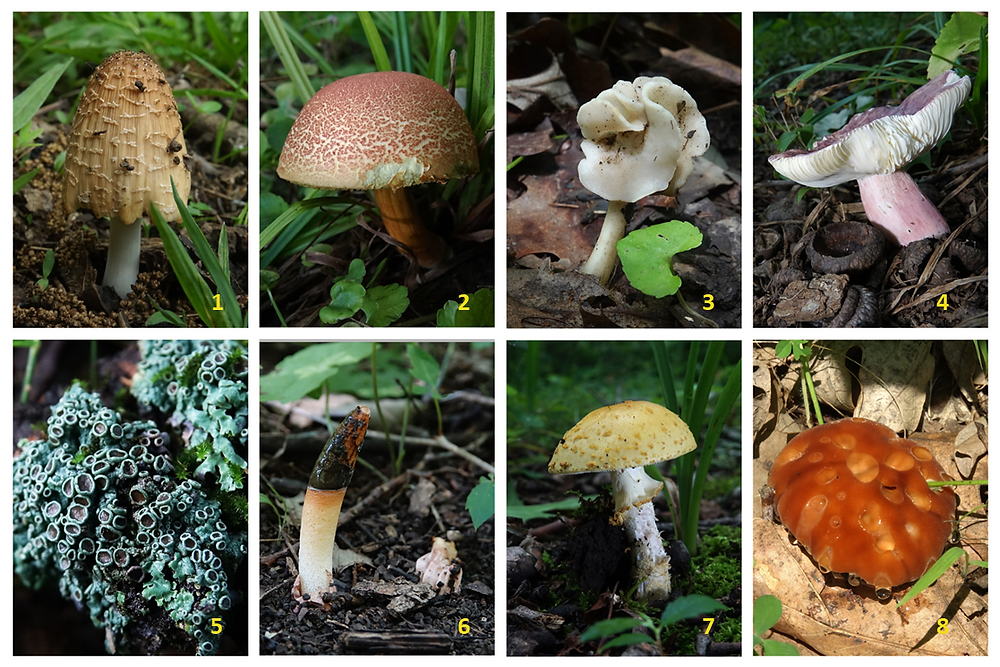 Photo composite of fungi