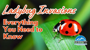 Everything You Need to Know About Ladybug Invasions image