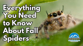 Everything You Need to Know About Fall Spiders