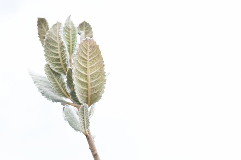 Screen Shot 2022-10-25 at 4.58.50 PM.png