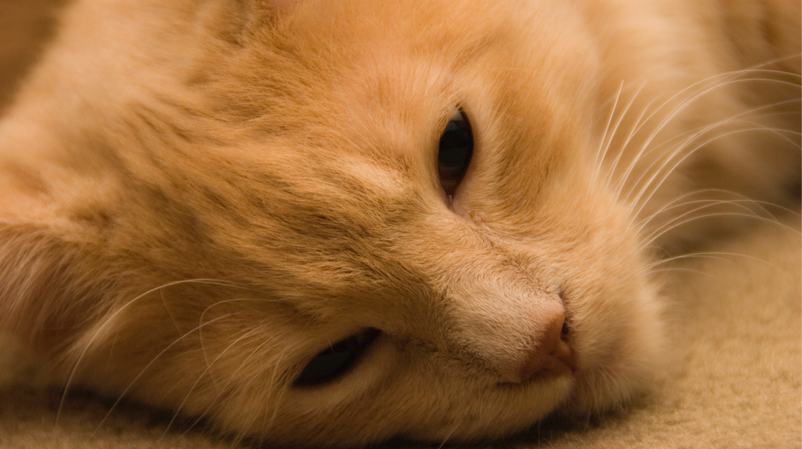 Screen Shot 2019-10-31 at 8.16_edited.png