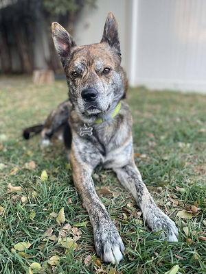 Black Overlay Gradient 06.png