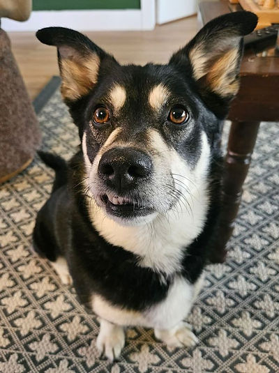 Willow_600x800.jpg