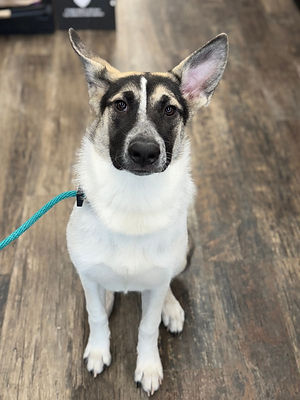 Black Overlay Gradient 06.png