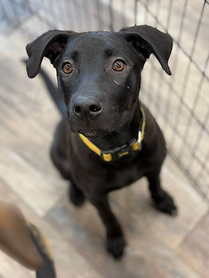 Black Overlay Gradient 06.png