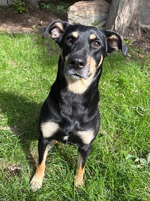 Black Overlay Gradient 06.png