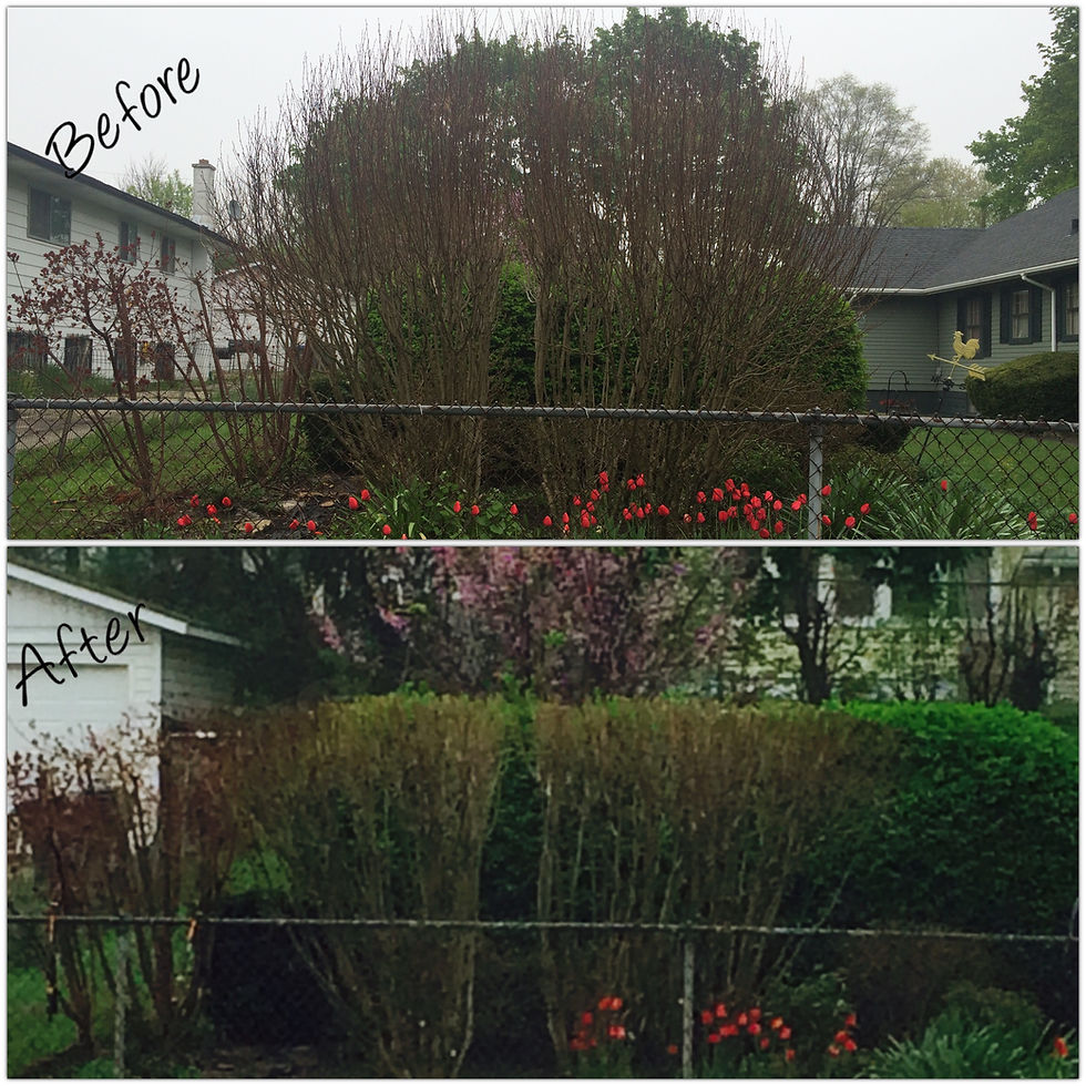 new york street trimming.JPG