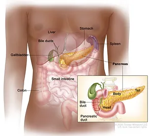 Pancreas.webp