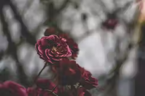 closeup-purple-flower-with-blurred-natural_181624-1924.avif