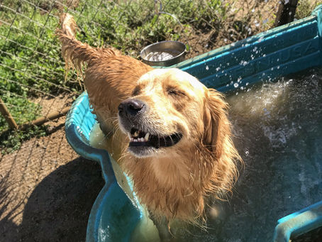 5 Tips For Keeping Your Dog Cool In The Summer Heat