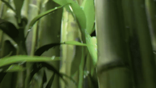 Cariuma 3.gif