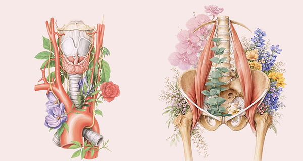 The Pelvis-Jaw Connection (4).jpg