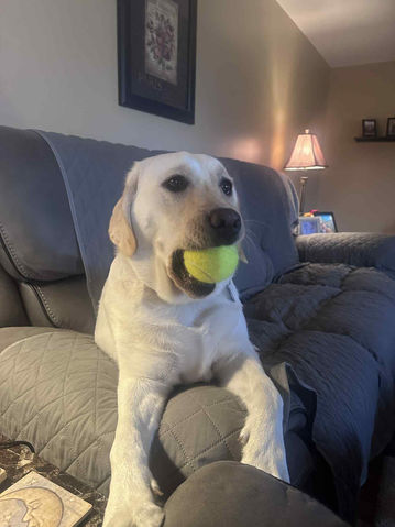In home dog boarding in Fort Wayne, Indiana