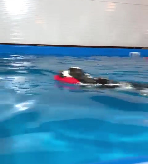 GALLERY | dogtherapypool