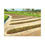 Thumbnail: The Church Pews – Oakmont Country Club Canvas
