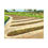 Thumbnail: The Church Pews – Oakmont Country Club Canvas