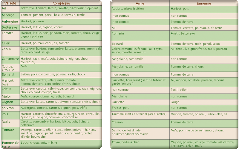 Plante compagne : association de plantes
