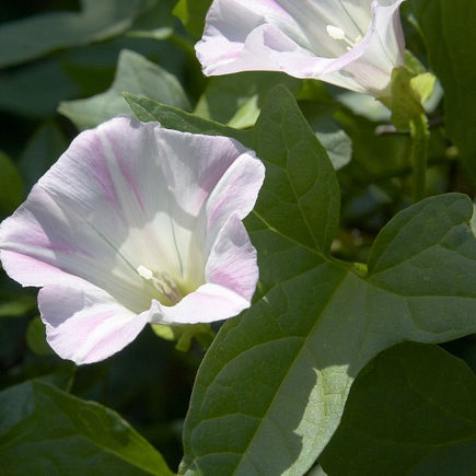 Deux Liserons me parlent