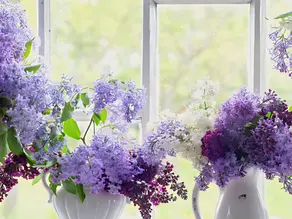 True Lilac