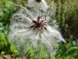 DSC00906
