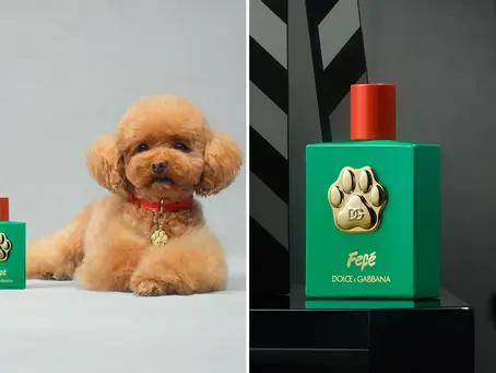Dolce & Gabbana Launches; EUR 99 dog perfume