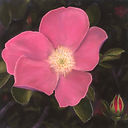 Wild Rose.jpg