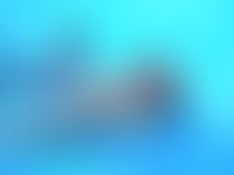 Mon expérience avec les dauphins