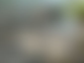 მეცნიერები გვაფრთხილებენ - დედამიწაზე მასობრივი გადაშენება მიმდინარეობს, რომელიც მთელ სახეობებს...