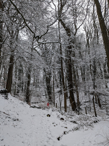 snow in a woodland Dinant Belgium