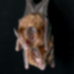 Bat