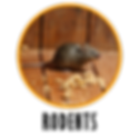Rodent icon photo