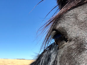 What is Applied Zoopharmacognosy and why should I use it for my horse?
