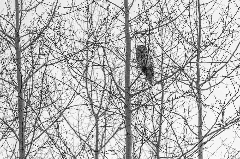 owl perched on a tree