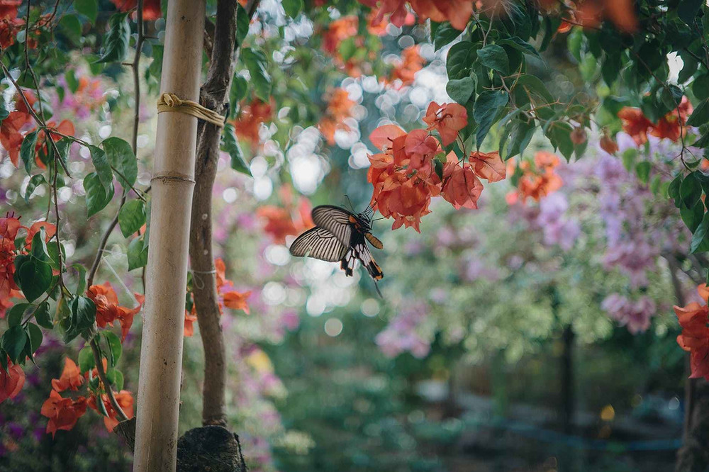 black butterfly preaching on peach flower