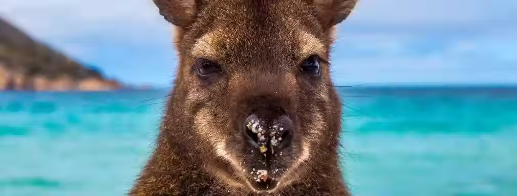 Tourism-Australia-Wineglass-Bay-Beach.avif