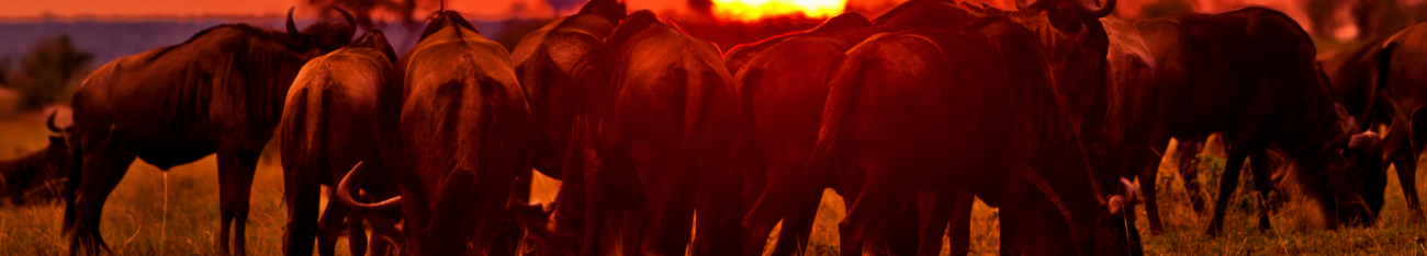 maasai-mara-46271.jpg