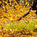 Leaves.jpg