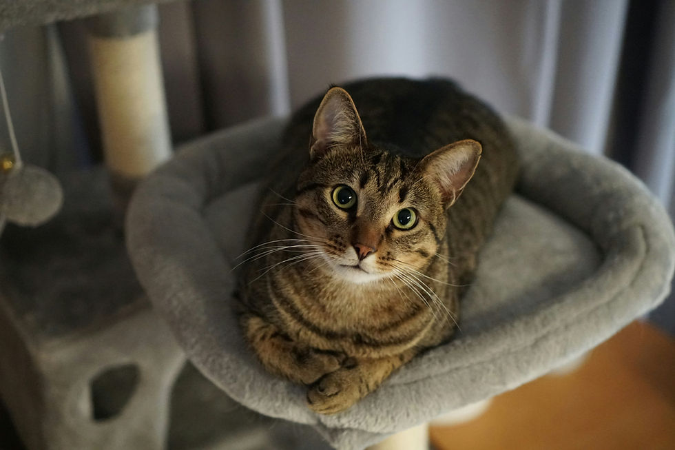Cat sitting tabby cat on bed
