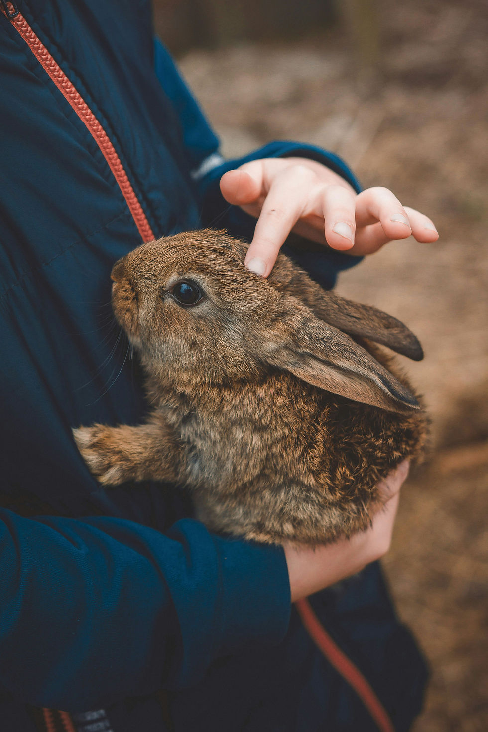 petted rabbit